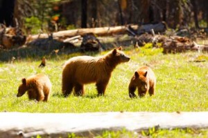 Three Bears